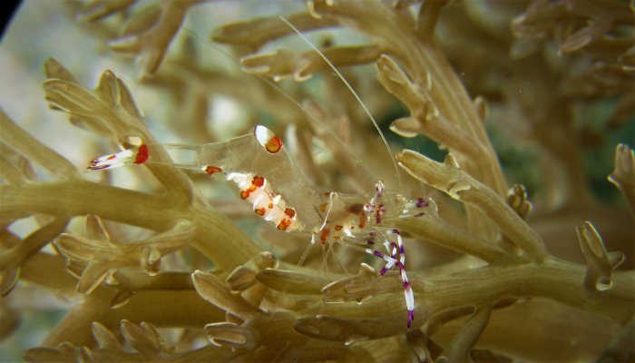 Yellow Spotted Anemone Shrimp